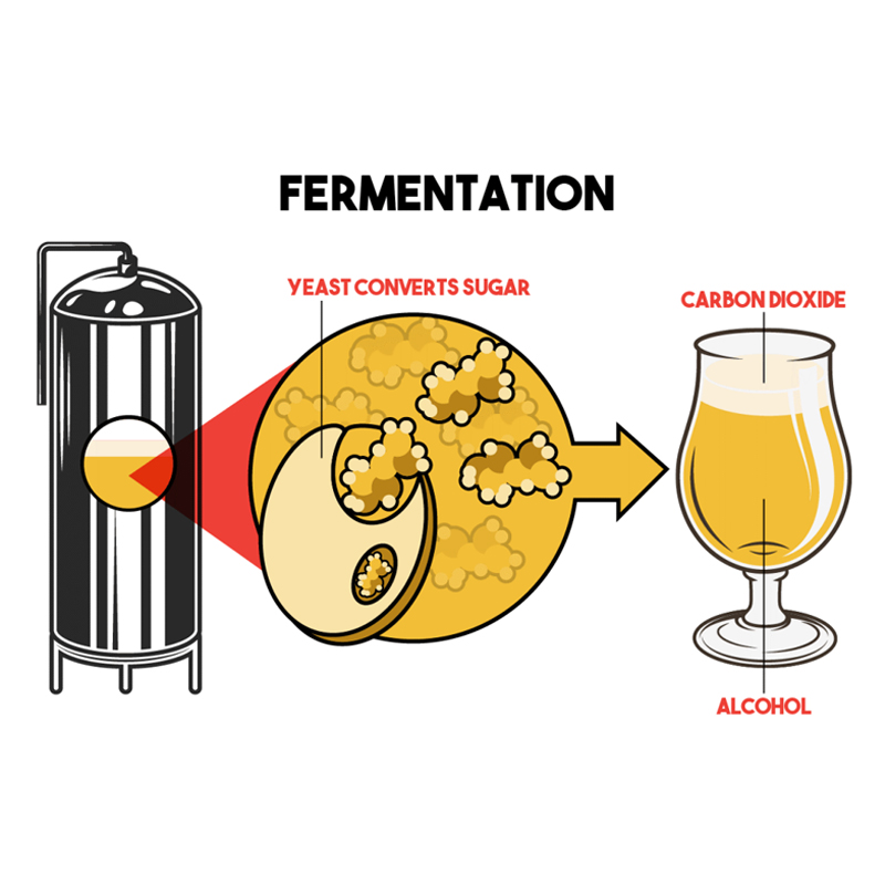El conocimiento de la fermentaci&oacute;n de la cerveza.